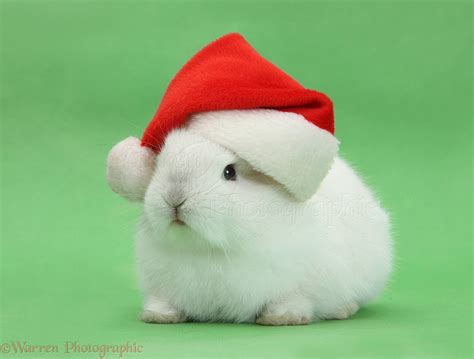 Young White Rabbit Wearing A Santa Hat Photo Wp32347
