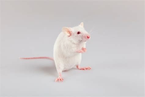Albino Mouse Standing Stock Photo Download Image Now Istock