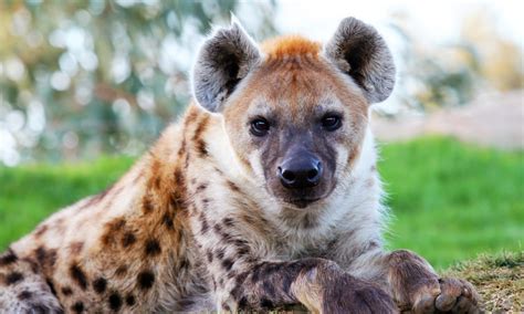 Everything You Know About Hyenas Is Wrong — These Animals Are Fierce