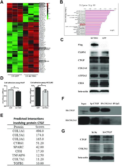 kctd11 inhibits cell adhesion by decreasing cldn1 and ctgf a the download scientific diagram