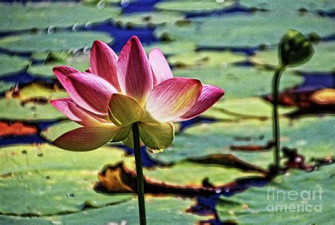 Jazzy Lotus Flower Photograph By Anna Sheradon
