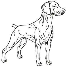 Hunting Dog Pages Realistic Coloring Pages