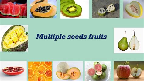 √ Fruits With Seeds Mon Blog Jardinage