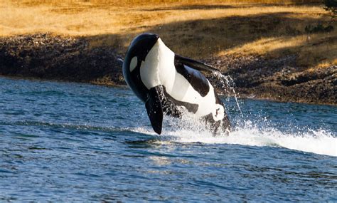 5 Facts About Orcas Huffpost Uk News