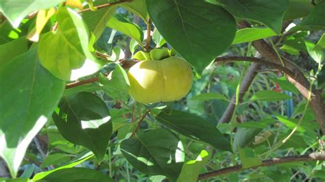 Growing fruit trees such as citrus lemon lime is very easy / agri camboalright, in this video i has a basic trial to demonstrate that aloe vera as. Central Virginia Organic Gardener: Persimmon