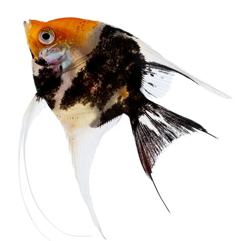 Koi Angelfish Fish Goldfish Betta And More Petsmart