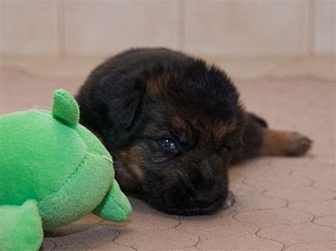 His bloodlines are 1/2 czech and 1/2 ddr. Vollmond - German Shepherd Puppies For Sale | Chicago ...