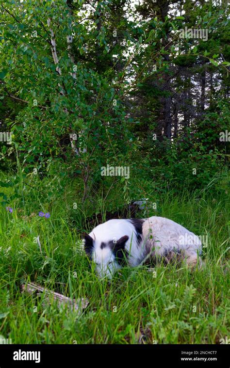 The White Dog Yakut Laika Lies On The Green Grass In The Forest Smiling