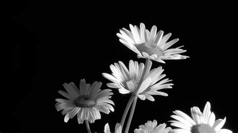 Black And White Floral Desktop Wallpaper