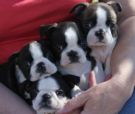 The current median price for all boston terriers sold is $1,325.00. Boston Terrier Puppies Denver Colorado | PETSIDI