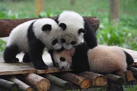 Adorable Panda Cubs Delight Tourists At Chinese Zoo London Evening