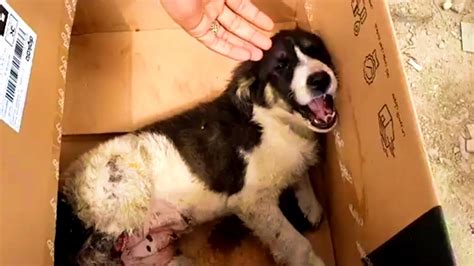 Rescue Abandoned Puppy In A Cardbox Enjoy Happiness After Recover
