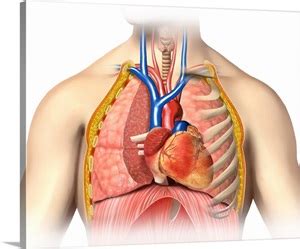 Chest muscles anatomy for bodybuilders. Male chest anatomy of thorax with heart, veins, arteries ...