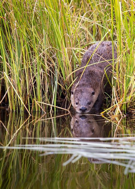 River Otter Weasel Wildlife Nature Fur Water Wild Mammal Cute