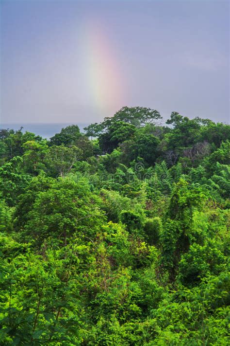 Arco Iris Sobre La Selva Tropical Foto De Archivo Imagen De Verano