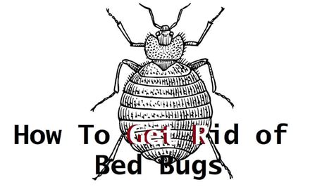 7 Easy Tips How To Get Rid Of Bed Bugs 2023