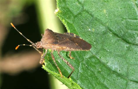 We did not find results for: Who Let the Bugs Out? | Purdue | entomology | insect ...