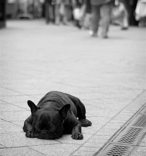 One Tired Puppy Dog Pictures Street Dogs Dogs