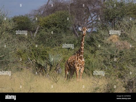 Young Lone Reticulated Giraffe Standing Alert And Looking At Camera In