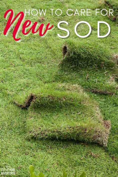 How To Care For New Sod A Beginners Guide