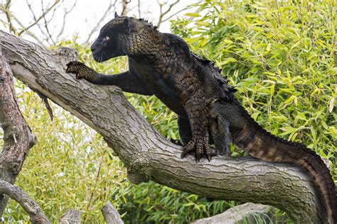 12 Animal Hybrids You Wont Believe Really Exist. ~ Google+