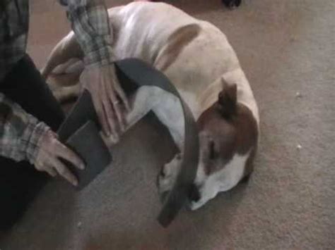 This can be very indicative that your dog has a broken leg. Home Healthcare for Animals Leg Splint for Dogs Pets ...