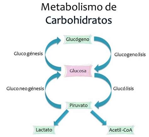 Clasificación De Los Carbohidratos