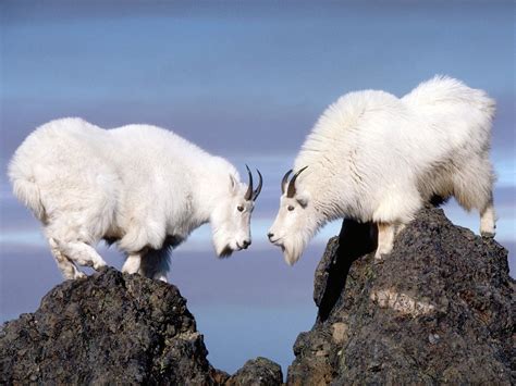 Mountain Goats Animal Facts And Information All Wildlife Photographs