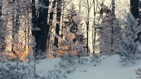 Sunlight In Winter Forest Backlight Trees In Snowy Scene