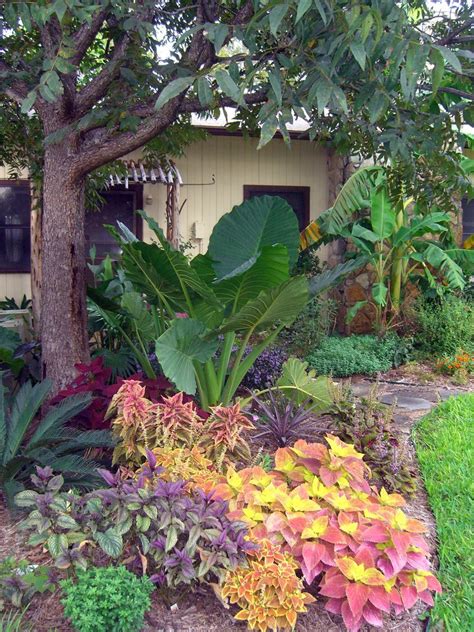 Elephant ears & sun coleus: Davesgarden.com #landscapepool | Tropical