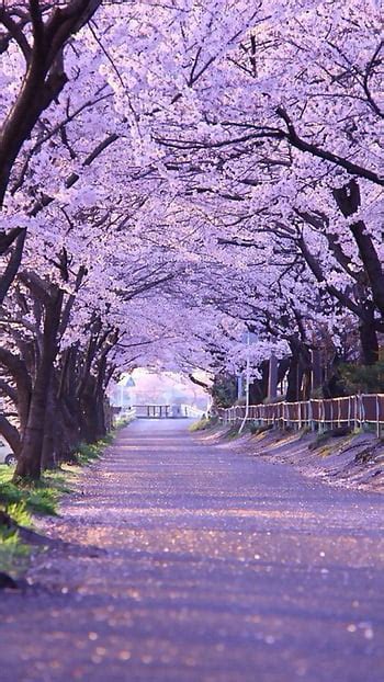Lone Cherry Blossom Tree Live Japanese Sakura Tree Hd Wallpaper Pxfuel