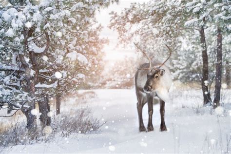 Reindeer Snow Scene Christmas Backdrop Etsy