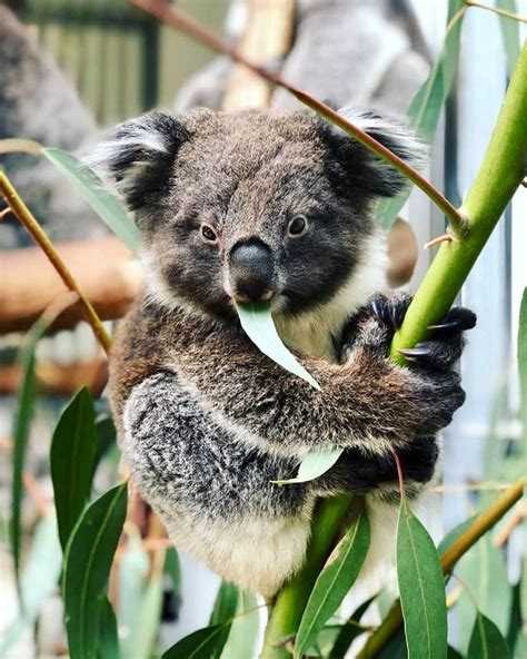Koala Marsupial Wombat Zoology Cute Funny Animals Extinction Koala