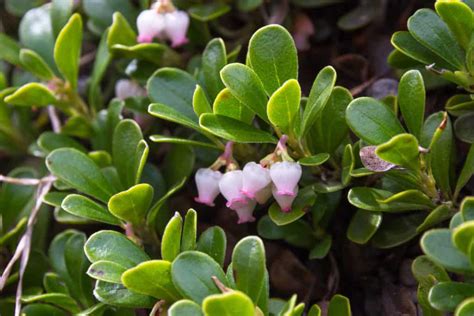 The 10 Best Evergreen Ground Cover Plants That Grow Quickly