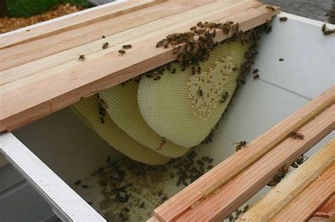 This requires you to manipulate the bars much. Brixton's Bounty: Keeping Bees in a Top Bar hive