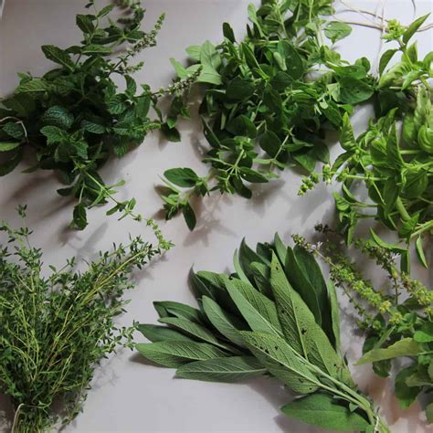 25 Culinary Herbs For A Chefs Herb Garden