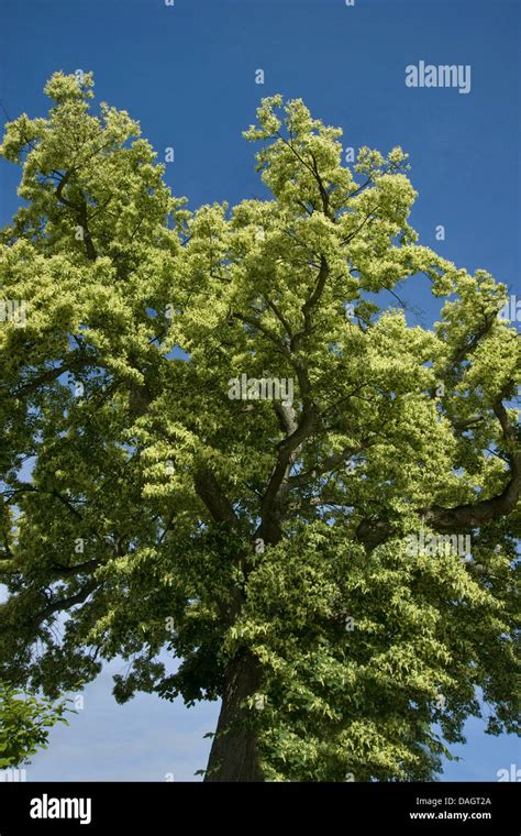 Large Leaved Lime Lime Tree Tilia Platyphyllos Blooming Germany