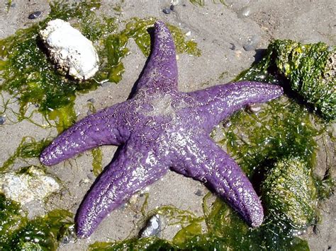 Purple Starfish Purple Sea Starfish