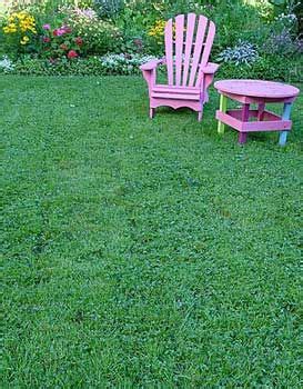 Microclover blends well with grass and it helps to keep the. Clover Lawns are in Vogue | Lawn alternatives, Clover lawn ...