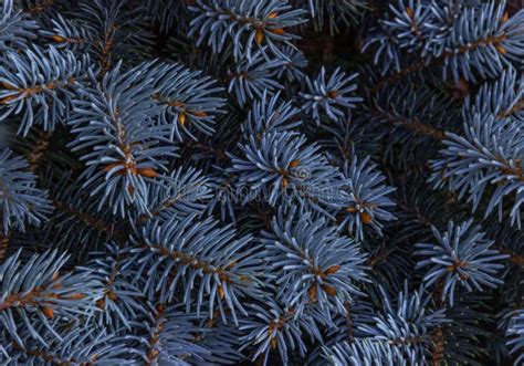 Textured Nature Background With Blue Spruce Branch Coniferous Tree