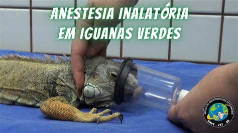 ANESTESIA Em LAGARTOS Iguanas Verdes YouTube