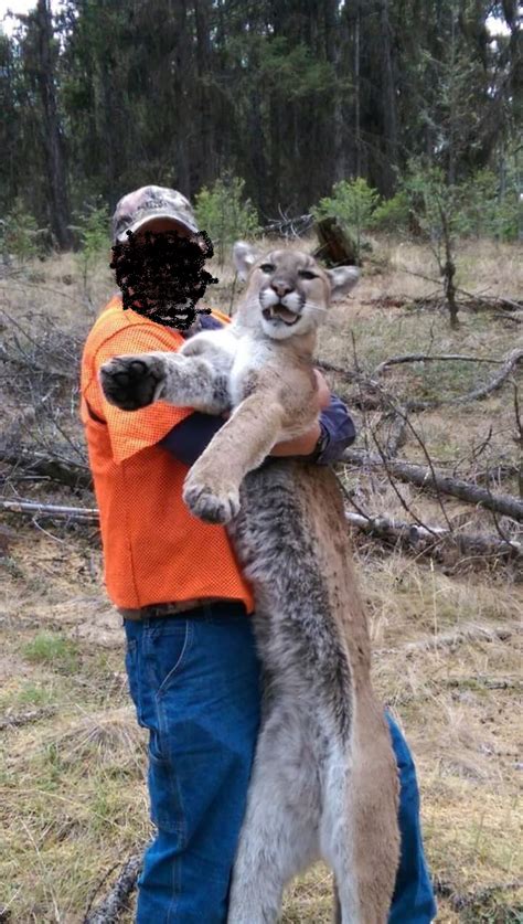 We did not find results for: Big cats in Tennessee - Small Cabin Forum