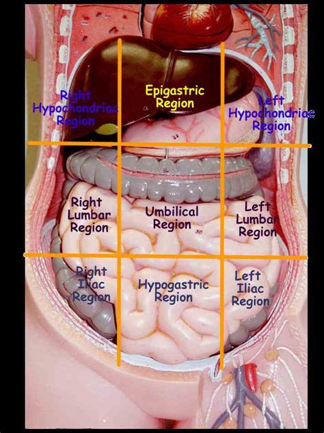 The abdominal cavity can be divided into four sections by an imaginary line: organs ventral the Dorsal Body Cavity Organs Anatomy ...