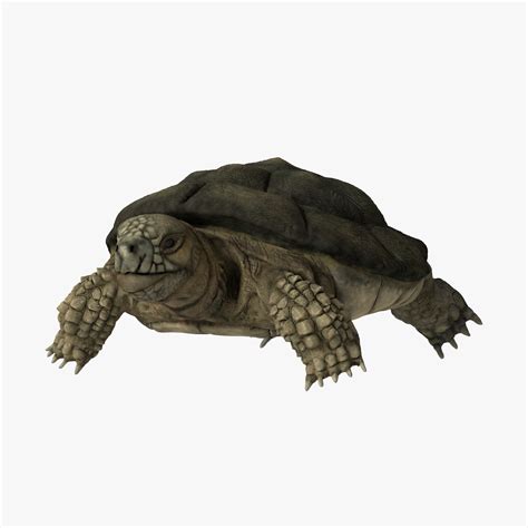 Turtle V1 Free 3D Model Obj Stl Free3D