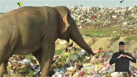 Elefantes Invadem Lix Es E Correm Risco De Morte No Sri Lanka