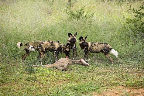African Wild Dogs Cope With Human Development Using Skills They Rely On