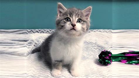 A Supper Cute Kitten Was Rescued Under A Rock Who Loves To Make Muffins