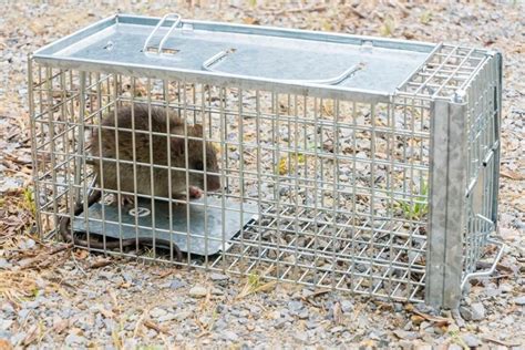 How Much Does Rodent Control Cost • Insight Pest Management™