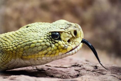 Rattlesnakes Pit Vipers Terrifying Snakes