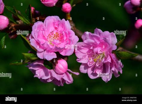 Embrace nature's serenity with this enchanting photo of pink flowers